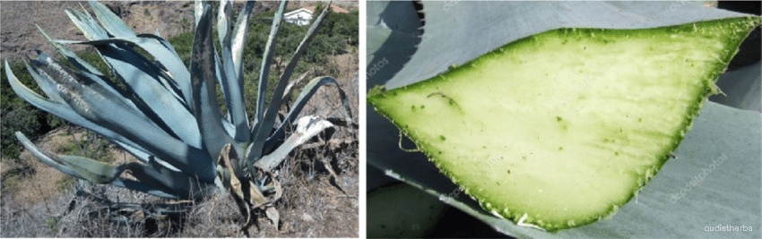Agave americana leaf2.jpeg